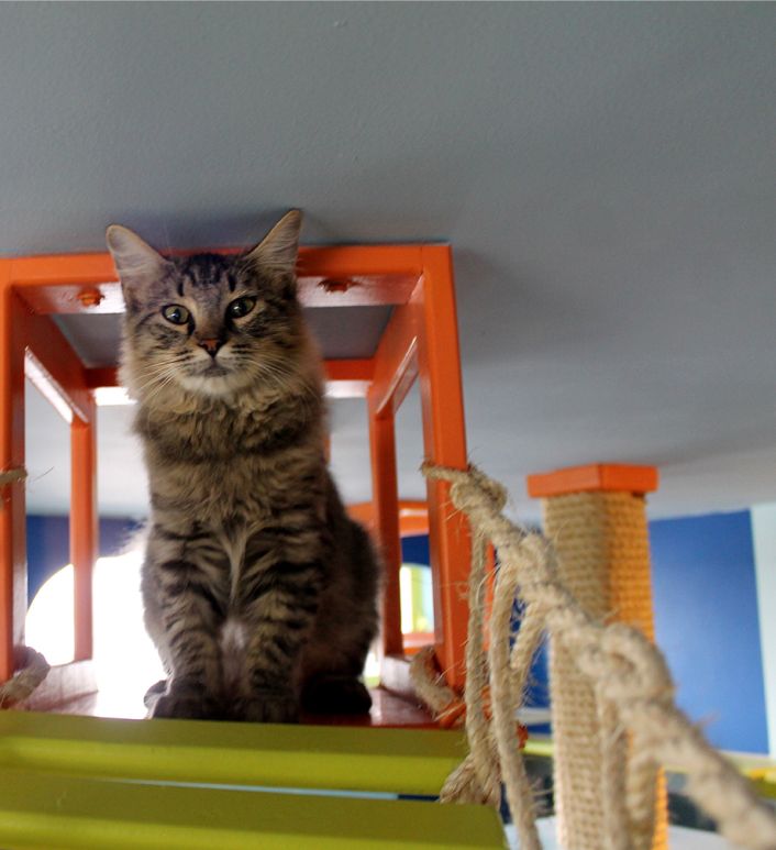 Gato en La casa de lucho